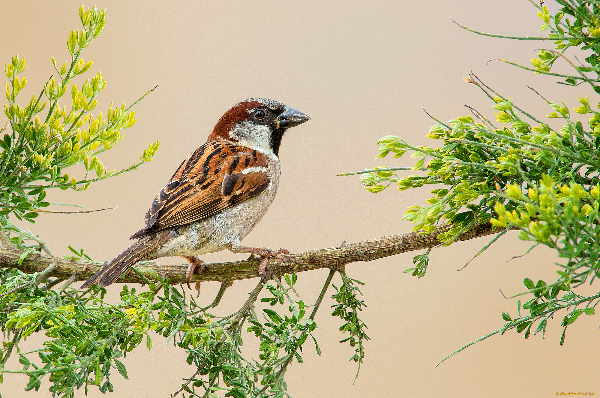 house sparrow, , , 